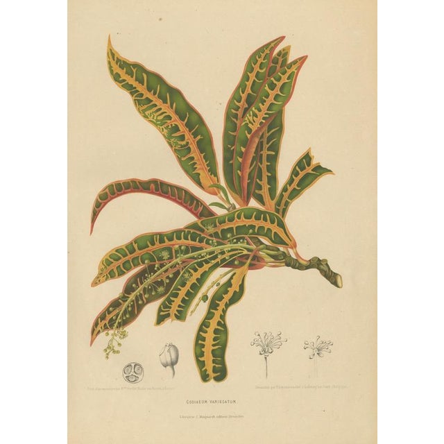 Paper Berthe Hoola van Nooten, Garden Croton (Joseph's Coat), 1880, Chromolithograph For Sale - Image 7 of 9
