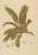 Paper Berthe Hoola van Nooten, Garden Croton (Joseph's Coat), 1880, Chromolithograph For Sale - Image 7 of 9