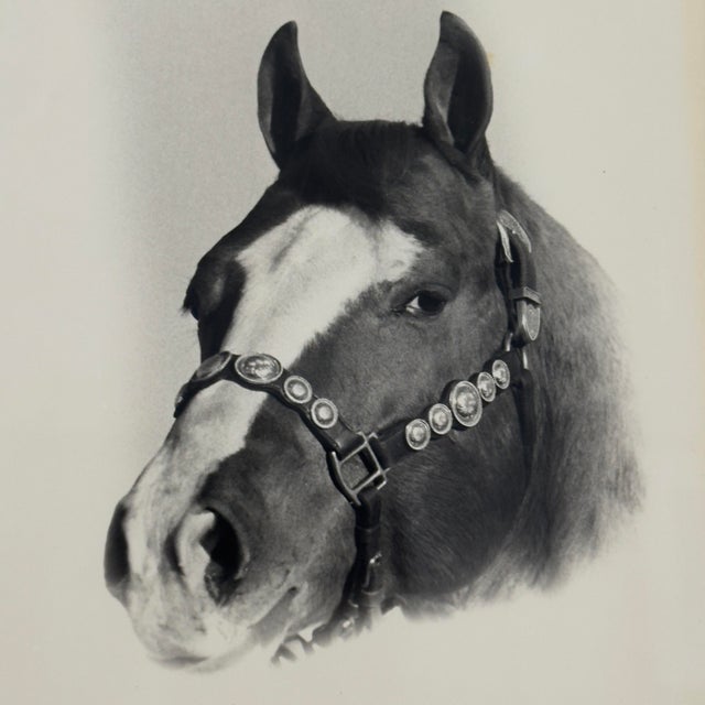 Vintage black and white Western equestrian portrait photograph featuring a dark horse with a distinctive white blaze and...