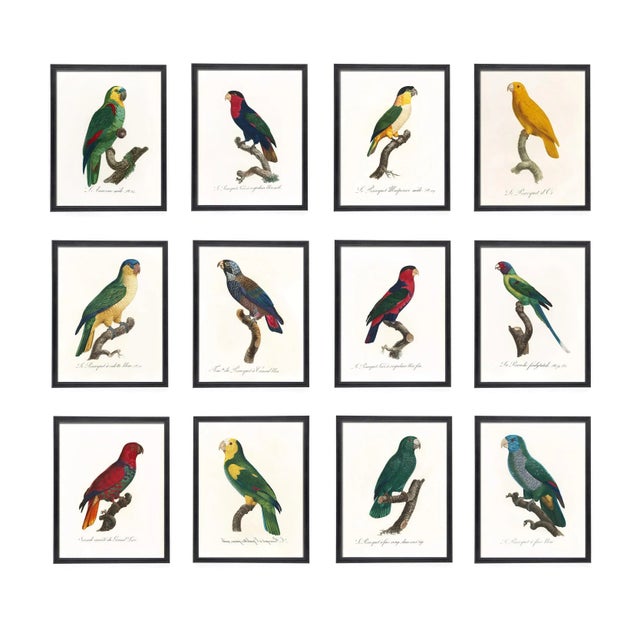 What a charming set of colorful parrots! Remastered from the original plates from the Naturalist specimen book 'Histoire...