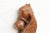 A fragment of rural history preserved as sculpture, this hand-carved wooden horse head originally served as a corbel. The...