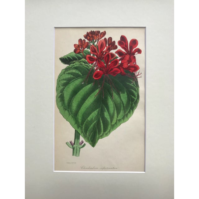 Mid 19th Century Antique Botanical Lithograph Published C. 1860 by S. Holden For Sale - Image 5 of 8