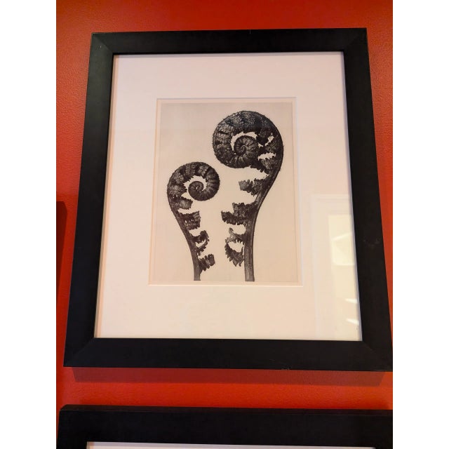 1970s 1970s Karl Blossfeldt Botanical Framed Print Collection - Set of 5 For Sale - Image 5 of 11