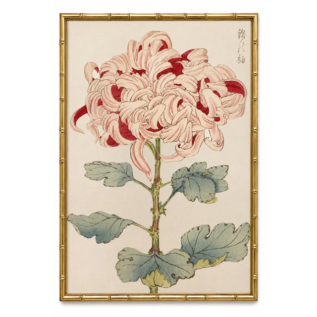 Asian Spider Mum by Hasegawa, Vintage Japanese Botanical Art Print, 36" X 54" For Sale In Buffalo - Image 6 of 9