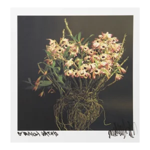 Small Orchids From Botanica, Jonathan Singer