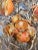 Realistic Still Life Watercolor Painting of Onions by Gillean Whitaker, Framed For Sale In Philadelphia - Image 6 of 7