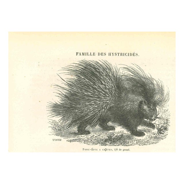 Paul Gervais, Porc-Epic, Lithograph, 1854 For Sale