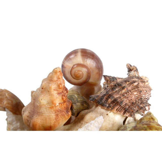 1980s 1980s Bob Gaylon Nautical Seashell Sculpture For Sale - Image 5 of 10