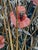 This very fine oil painting on wood by British artist John Humphreys is called " The Swift Iron Burning Bee Drained The...