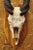 Late 20th Century Vintage African Eland Skull Mount With Twisted Horns Taxidermy Cabin Decor For Sale - Image 5 of 10