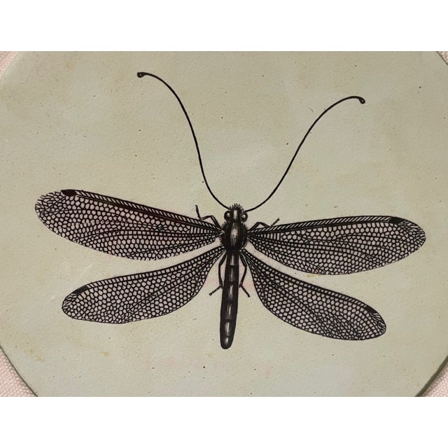 Natural Curiosities Dragonfly Prints Framed For Sale - Image 4 of 8