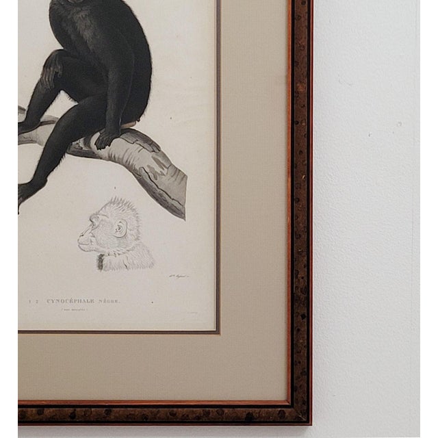 "Cynocéphale nègre" (Black Baboon), from the Moluccan Isles, Jules Sébastien César Dumont d'Urville, circa 1830.