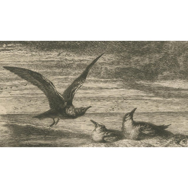Cream After R. Ansdell, Seagulls at Sunset on Coastal Cliffs, Etching, 1872 For Sale - Image 8 of 9