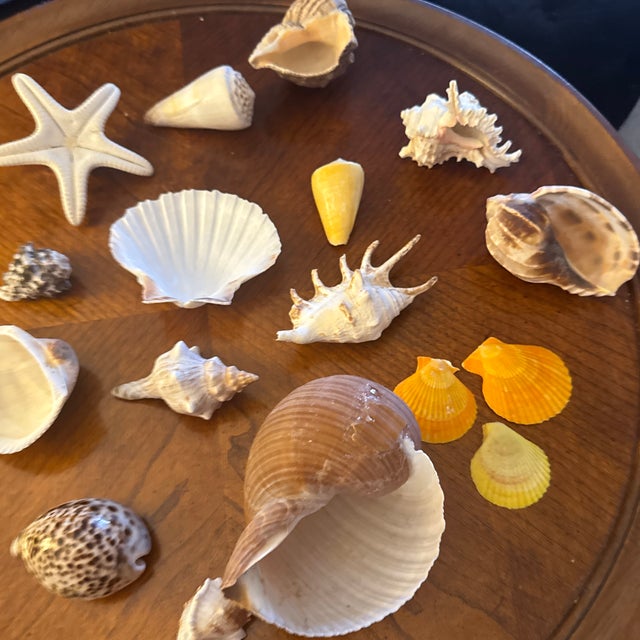 White Curated Coastal Marine Specimen & Sea Shell Collection For Sale - Image 8 of 12