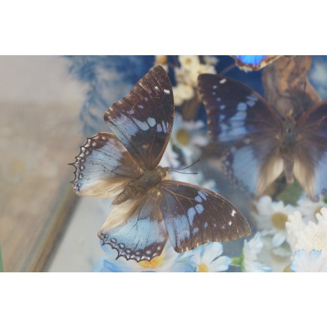 Vintage Floral Butterfly Taxidermy Apothecary Shadow Box Display Case Specimen For Sale - Image 6 of 13