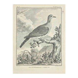 Jacques Baron, La Tourterelle, Etching, 1771 For Sale