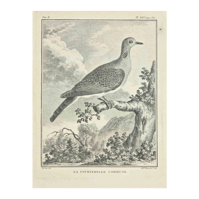 Jacques Baron, La Tourterelle, Etching, 1771 For Sale