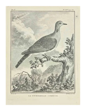 Jacques Baron, La Tourterelle, Etching, 1771