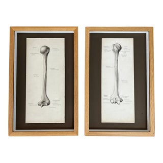 Pair Framed 1945 Original Medical Arm Bones Anatomy Drawing Oddities Sketch Rare For Sale