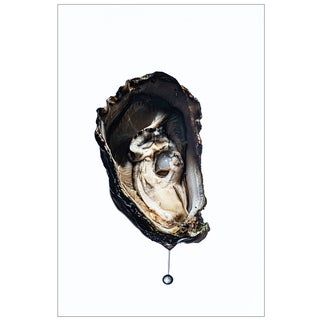 Oyster — Sivan Roshianu, Limited Edition Metal Print (Edition of 5) For Sale