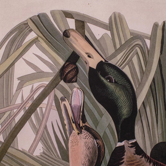 Wood Vintage Mallard Duck Picture, English, Framed Print, Jj Audubon, Wildlife Art For Sale - Image 7 of 10