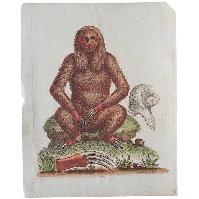 Antique Monkey Copperplate Engraving For Sale