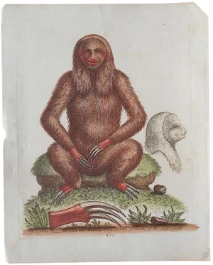 Antique Monkey Copperplate Engraving