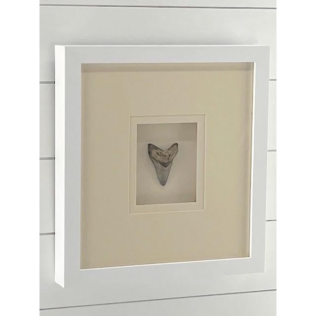 Nautical Framed Megladon Tooth For Sale - Image 3 of 4
