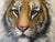 Late 20th Century Vintage Tiger, Oil on Canvas signed ' by Watson' For Sale - Image 5 of 13
