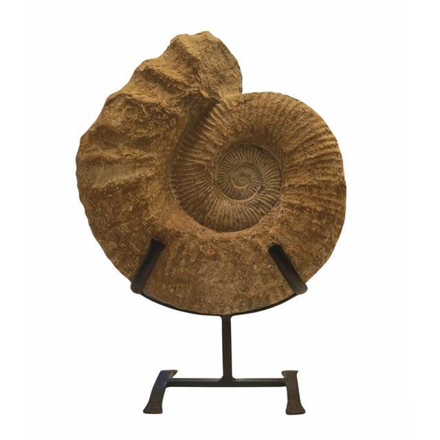 Prehistoric Ammonite Fossil on Iron Stand For Sale - Image 10 of 10