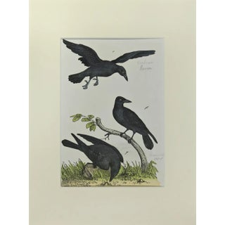 Johann Friedrich Naumann, Crow, Etching, 1840 For Sale