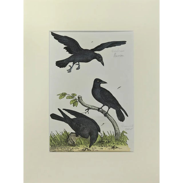 Johann Friedrich Naumann, Crow, Etching, 1840 For Sale