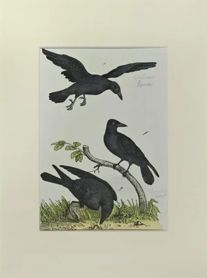 Johann Friedrich Naumann, Crow, Etching, 1840