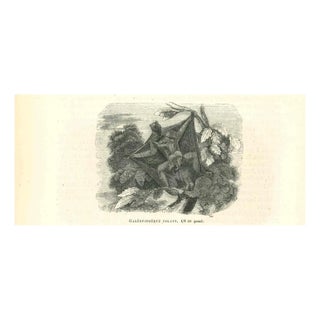 Paul Gervais, Galéopithèque Volant, 1854, Lithograph For Sale