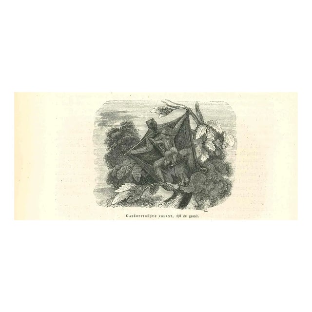 Paul Gervais, Galéopithèque Volant, 1854, Lithograph For Sale