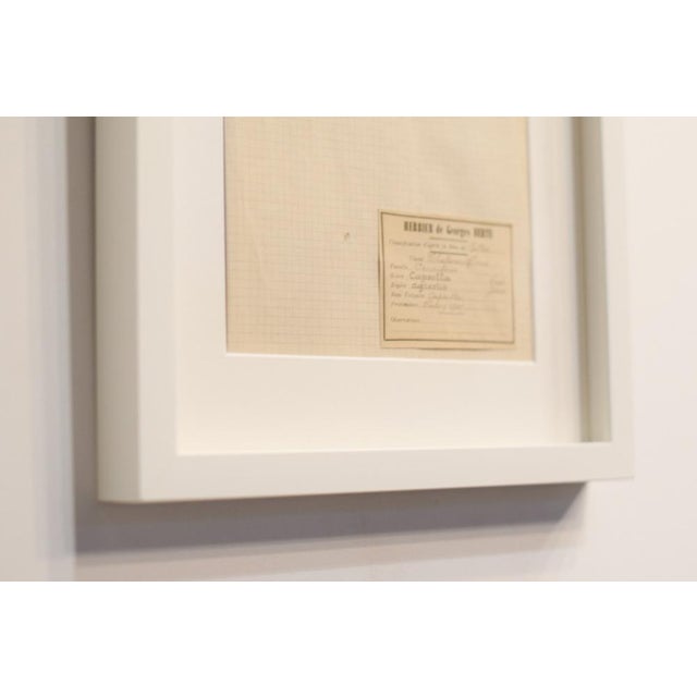 Lot 90 Herbarium Boards Vintage Plant and Flower Decoration by George Bert, France 1940', 1940, Grass For Sale - Image 6 of 18