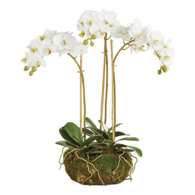 Phalaenopsis Orchid Mini Garden Drop-In 16" For Sale