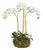 Phalaenopsis Orchid Mini Garden Drop-In 16" For Sale