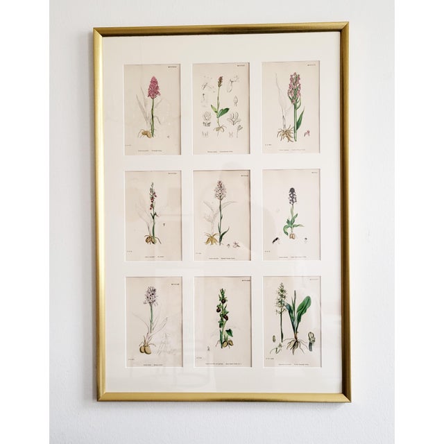 Orchids, 19th Century, Hand Coloured Print Montage For Sale - Image 13 of 13