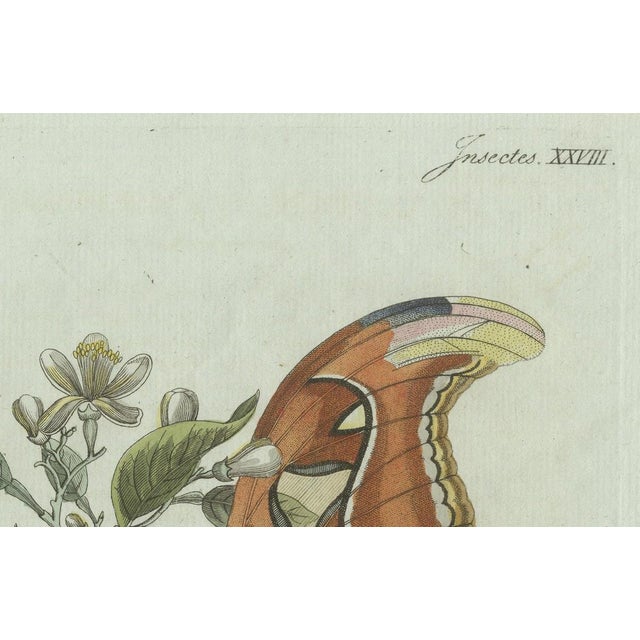 Bertuch, An Atlas Moth, 1800, Engraving For Sale - Image 3 of 9