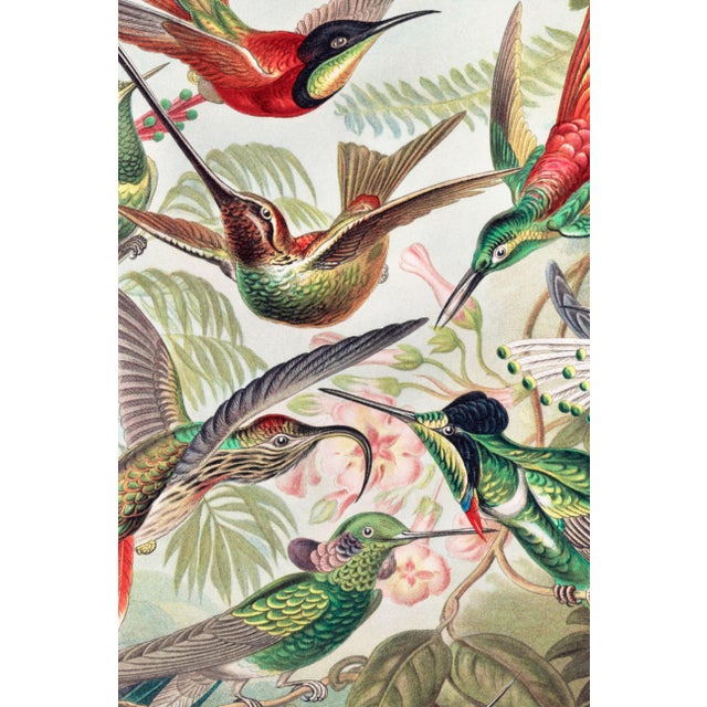 Illustration Hummingbirds Vintage Art Print Reproduction, 24″ × 36″ For Sale - Image 3 of 8