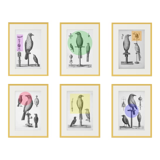 Set of 6 - High End Framed Vintage Bird Watercolor Prints With Color Accents For Sale