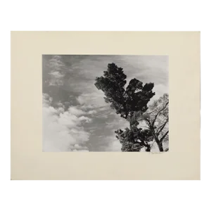 Monterey Pine Landscape Photograph by James Deike