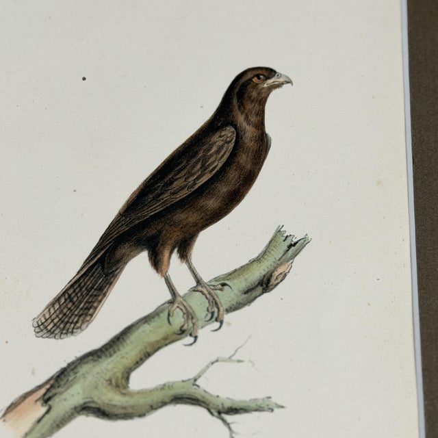 1828 French Raptor Gallery by Jean-Charles Werner | Set of 6 Hand-Colored Lithographs, Framed For Sale - Image 12 of 12