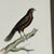 1828 French Raptor Gallery by Jean-Charles Werner | Set of 6 Hand-Colored Lithographs, Framed For Sale - Image 12 of 12