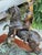 1970s Frederic Remington Bronze Indian on Horse W/Knife Signed ! For Sale - Image 4 of 8