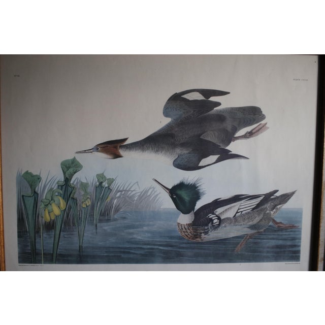 Lithograph of the 19th C. Audubon AquaTint Engraving "Red Breasted Merganser," in Dark Wood Frame For Sale - Image 10 of 17