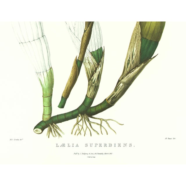 Realism Large 1973 Orchid Flower Lithograph "Laelia Superbiens" (Gorgeous Laelia) After James Bateman For Sale - Image 3 of 7
