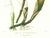 Realism Large 1973 Orchid Flower Lithograph "Laelia Superbiens" (Gorgeous Laelia) After James Bateman For Sale - Image 3 of 7