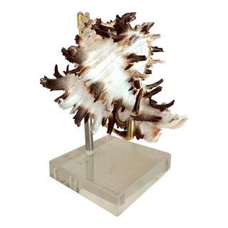 Vintage Shell on Brass/Lucite Stand For Sale